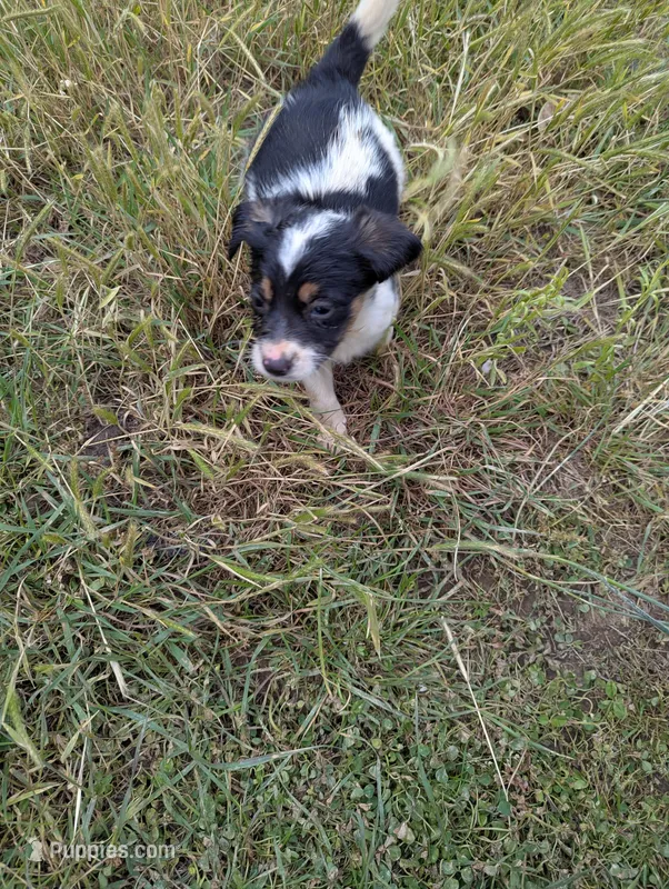 Connor – Border Collie, German Shepherd Dog puppy for sale in Sparta, KY