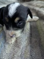 Connor, a male German Shepherd Dog for sale in Sparta, KY – Photo 2 of 4