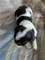 Connor, a male German Shepherd Dog for sale in Sparta, KY – Photo 3 of 4