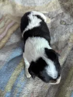 Connor, a male German Shepherd Dog for sale in Sparta, KY – Photo 4 of 4