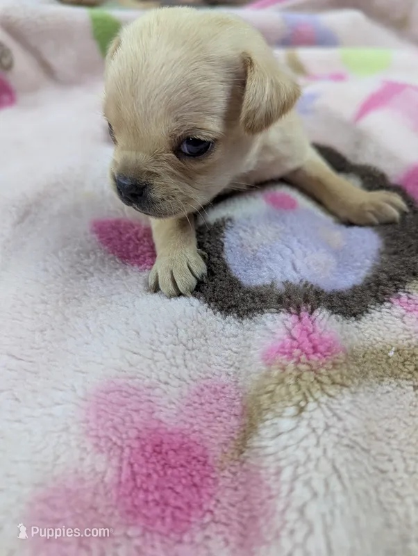 Mayli  – Pugapoo puppy for sale in Sparta, KY