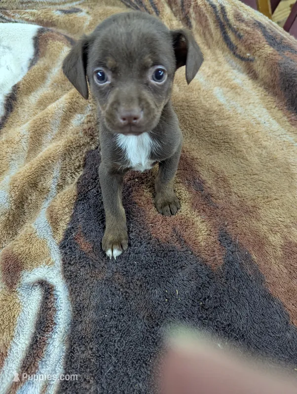 Coco  – Rat Terrier, Chihuahua puppy for sale in Sparta, KY