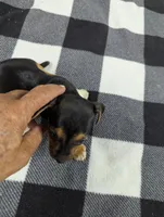 Hayden , a male Chiweenie for sale in Sparta, KY – 4 of 4