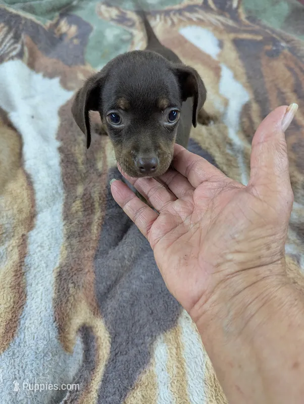Hershey  – Rat Terrier, Chihuahua puppy for sale in Sparta, KY