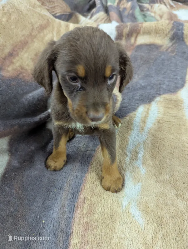 Ace – English Springer Spaniel, German Shepherd Dog puppy for sale in Sparta, KY