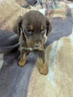 Ace, a male English Springer Spaniel and German Shepherd Dog for sale in Sparta, KY – 1 of 4