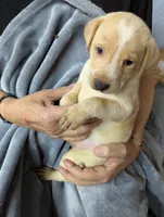 Calvin, a male Border Collie and Puggle for sale in Sparta, KY – 1 of 3