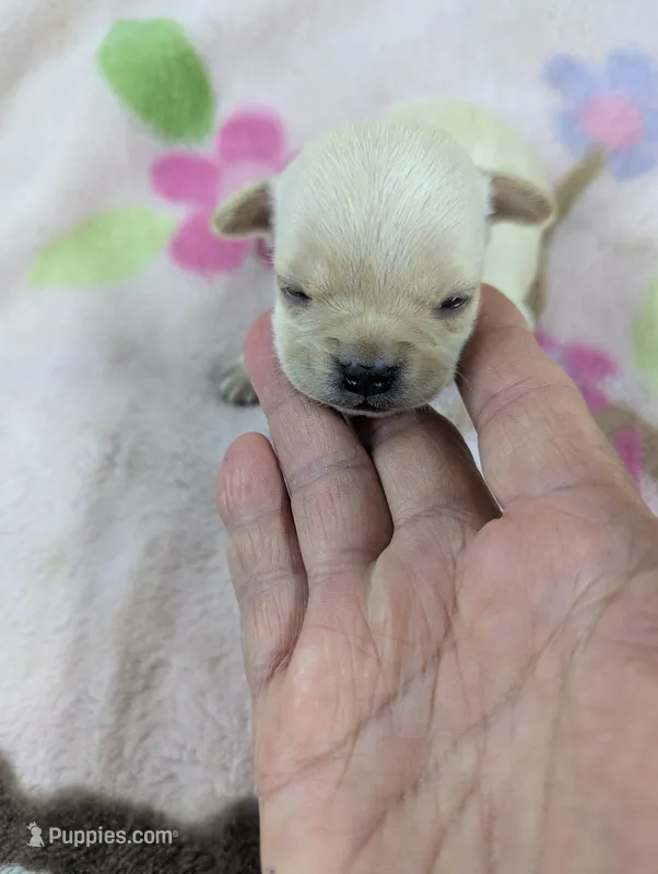 Mayli  – Pugapoo puppy for sale in Sparta, KY