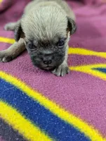 Twist- On Hold , a male Pugapoo for sale in Sparta, KY – 3 of 7
