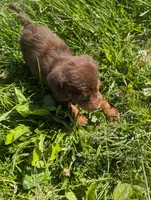Ace, a male English Springer Spaniel and German Shepherd Dog for sale in Sparta, KY – 4 of 4