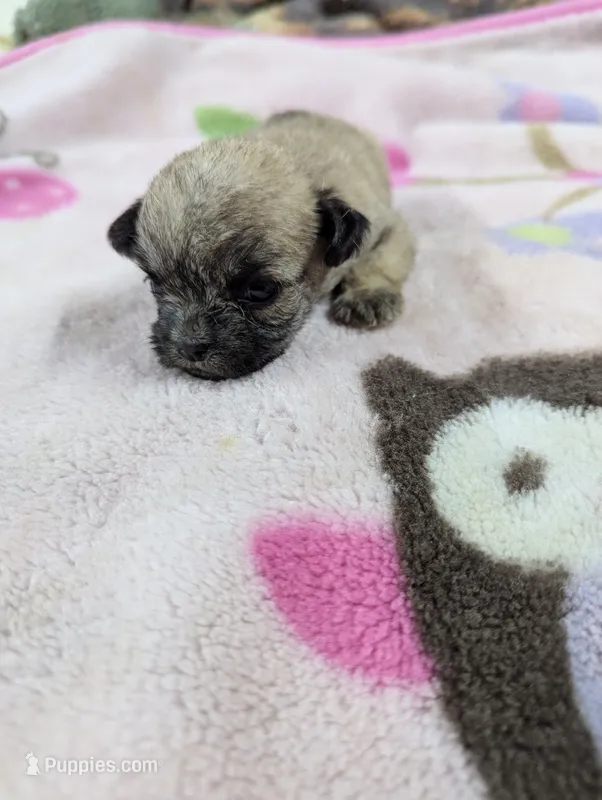Serenity  – Pugapoo puppy for sale in Sparta, KY
