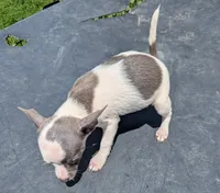 Jasper , a male Chihuahua for sale in Sparta, KY – 1 of 3