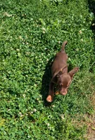 Ace, a male English Springer Spaniel and German Shepherd Dog for sale in Sparta, KY – 2 of 5