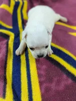 Apollo , a male Pugapoo for sale in Sparta, KY – 7 of 10