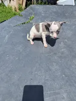 Jasper , a male Chihuahua for sale in Sparta, KY – 3 of 3