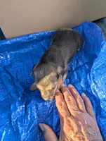 Triton , a male Chiweenie for sale in Sparta, KY – 3 of 3