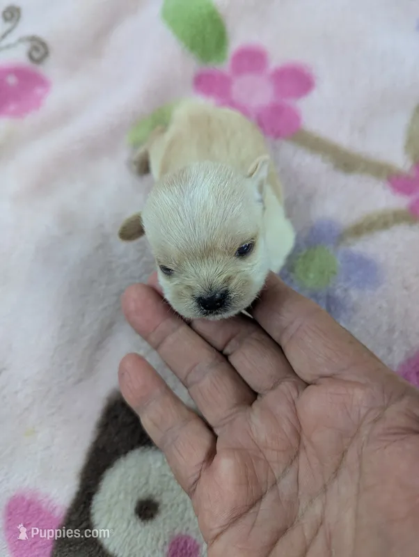 Marshmallow  – Pugapoo puppy for sale in Sparta, KY