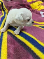 Apollo , a male Pugapoo for sale in Sparta, KY – 5 of 10