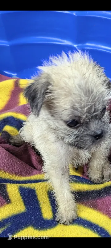 Serenity  – Pugapoo puppy for sale in Sparta, KY