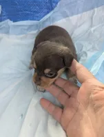 Anna , a female Chiweenie for sale in Sparta, KY – Photo 2 of 3