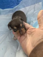 Anna , a female Chiweenie for sale in Sparta, KY – Photo 3 of 3