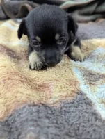Martin- On Hold , a male Chihuahua for sale in Sparta, KY – 4 of 6