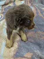 Ajax, a male English Springer Spaniel and German Shepherd Dog for sale in Sparta, KY – 2 of 2
