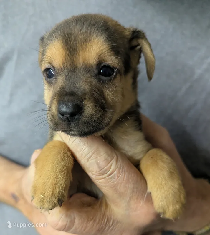 Triton  – Chiweenie puppy for sale in Sparta, KY