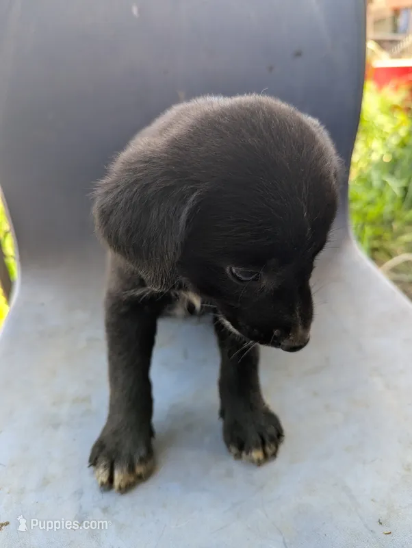 Lucas – Australian Shepherd, Labrador Retriever puppy for sale in Sparta, KY