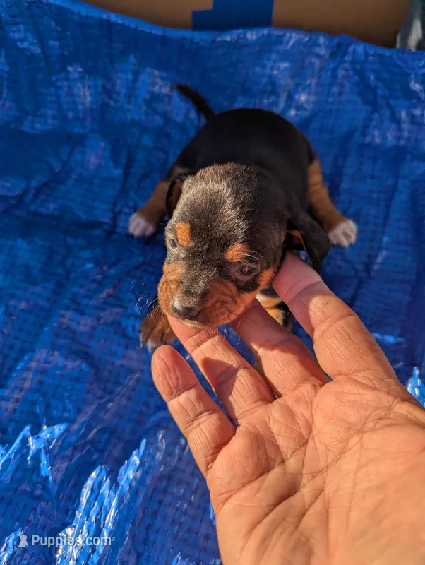 Daisy – Chiweenie puppy for sale in Sparta, KY