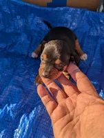 Daisy, a female Chiweenie for sale in Sparta, KY – 1 of 3