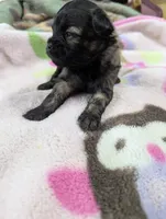 Flicka, a female Pugapoo for sale in Sparta, KY – 5 of 8