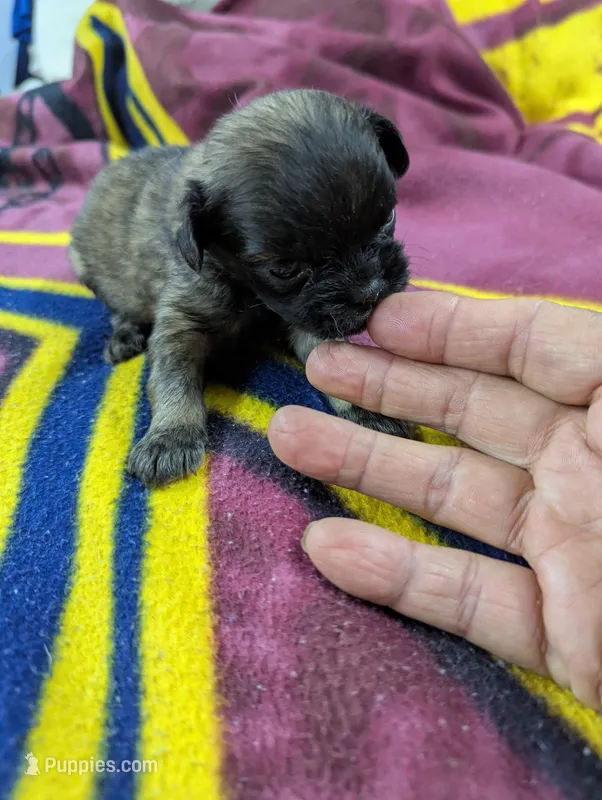Ace- On Hold – Pugapoo puppy for sale in Sparta, KY