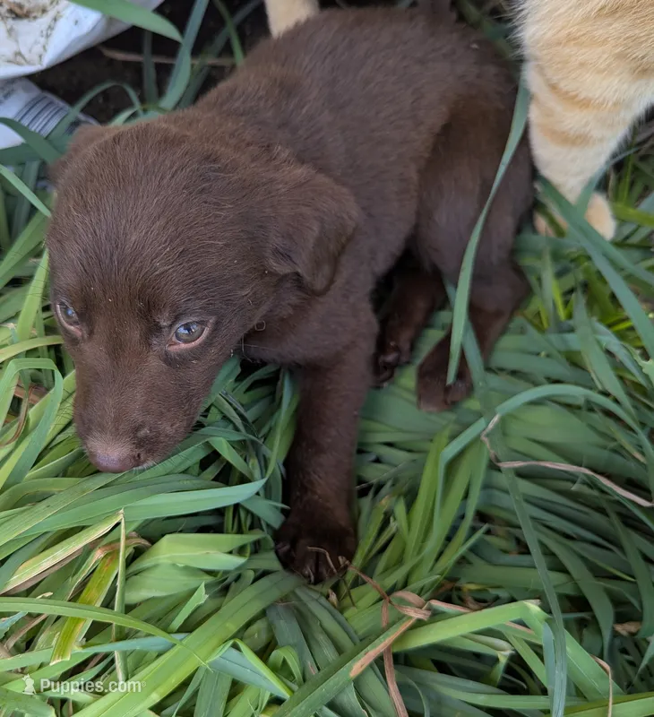 Coco  – Australian Shepherd, Labrador Retriever puppy for sale in Sparta, KY