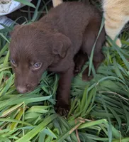 Coco , a male Australian Shepherd and Labrador Retriever for sale in Sparta, KY – 1 of 3