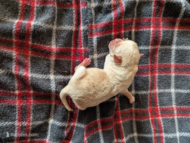 Mayli  – Pugapoo puppy for sale in Sparta, KY