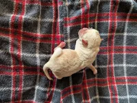Mayli , a female Pugapoo for sale in Sparta, KY – 1 of 1