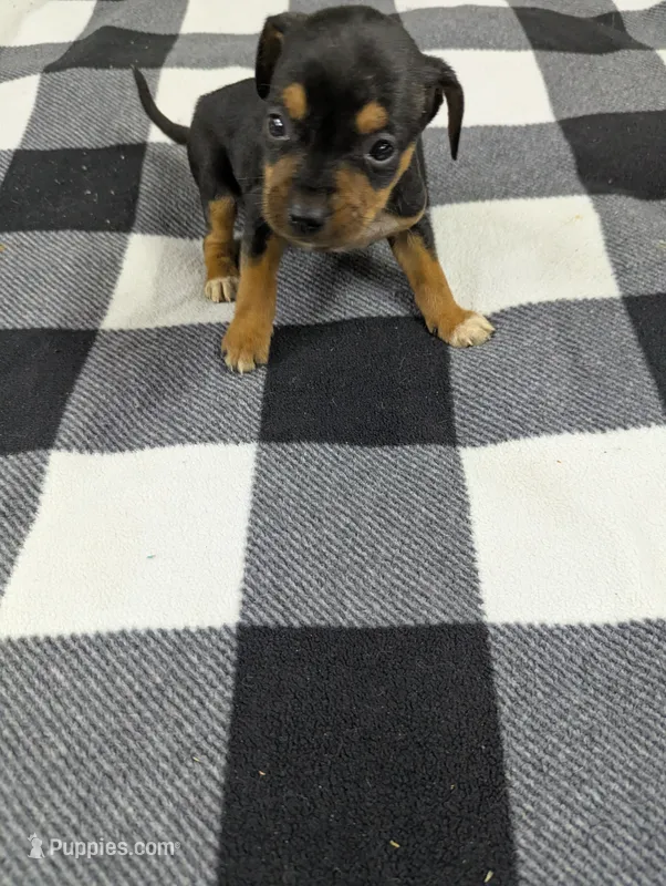 Daisy – Chiweenie puppy for sale in Sparta, KY