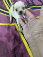 Mayli , a female Pugapoo for sale in Sparta, KY – 3 of 9