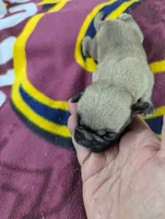 Twist- On Hold , a male Pugapoo for sale in Sparta, KY – 5 of 7