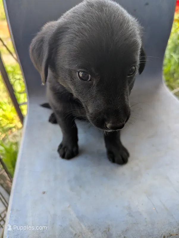 Ajax – Australian Shepherd, Labrador Retriever puppy for sale in Sparta, KY