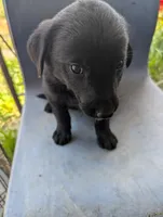 Ajax, a male Australian Shepherd and Labrador Retriever for sale in Sparta, KY – 1 of 3