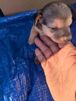 Triton , a male Chiweenie for sale in Sparta, KY – 2 of 3