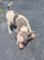 Jasper , a male Chihuahua for sale in Sparta, KY – 2 of 3