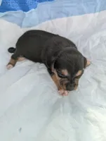 Alex, a male Chiweenie for sale in Sparta, KY – Photo 2 of 3