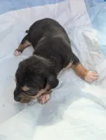 Alex, a male Chiweenie for sale in Sparta, KY – Photo 1 of 3