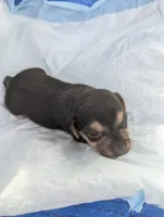 Alex, a male Chiweenie for sale in Sparta, KY – Photo 3 of 3