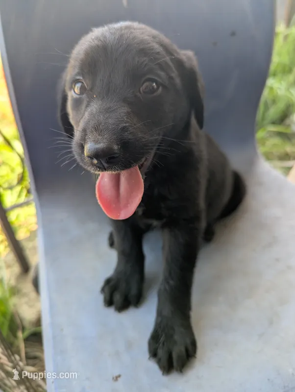 Cole – Australian Shepherd, Labrador Retriever puppy for sale in Sparta, KY