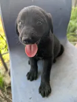 Cole, a male Australian Shepherd and Labrador Retriever for sale in Sparta, KY – 1 of 2