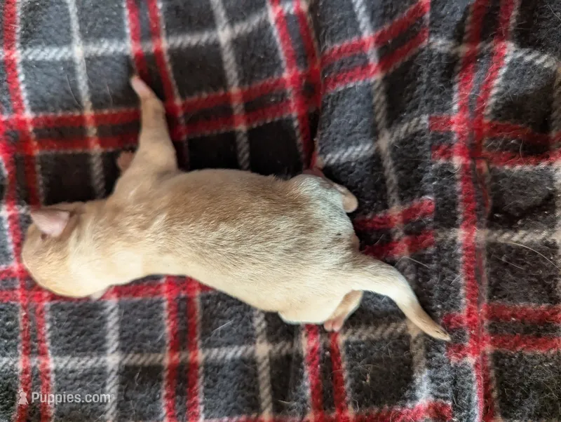 Marshmallow  – Pugapoo puppy for sale in Sparta, KY